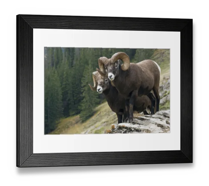 Framed Print : Bighorn Sheep Rams