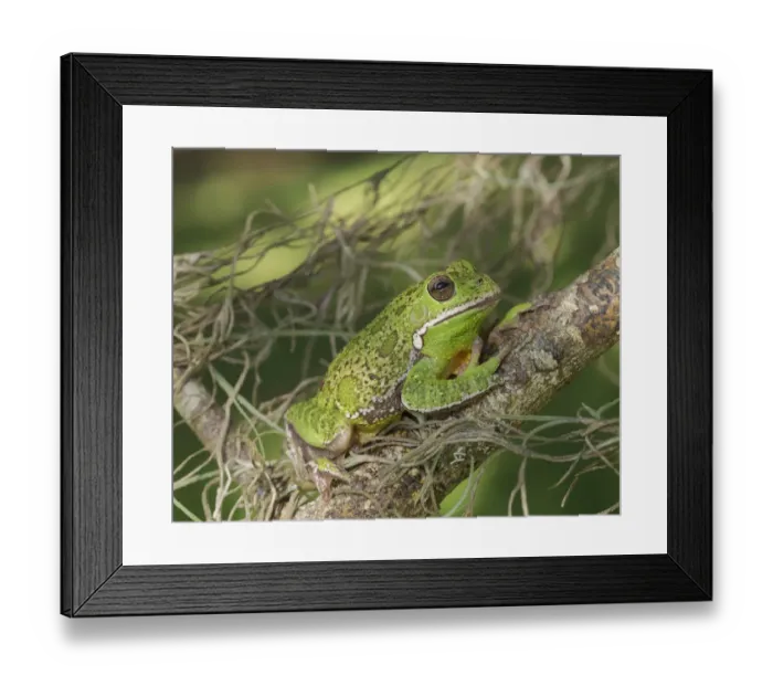 Framed Print : Barking tree frog on branch, Hyla gratiosa, Florida Framed Print : Barking tree frog on branch, Hyla gratiosa, Florida