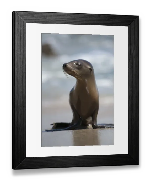 Framed Print : USA, California, La Jolla. Baby sea lion on beach Framed Print : USA, California, La Jolla. Baby sea lion on beach