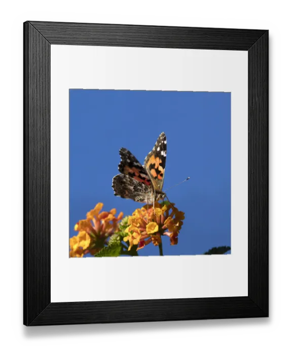 Framed Print : USA, California. Painted lady butterfly on lantana flowers Framed Print : USA, California. Painted lady butterfly on lantana flowers