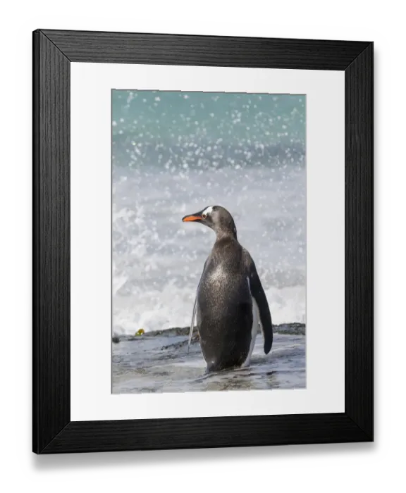 Framed Print : Gentoo Penguin (Pygoscelis papua), Falkland Islands. South America, Falkland Islands Framed Print : Gentoo Penguin (Pygoscelis papua), Falkland Islands. South America, Falkland Islands