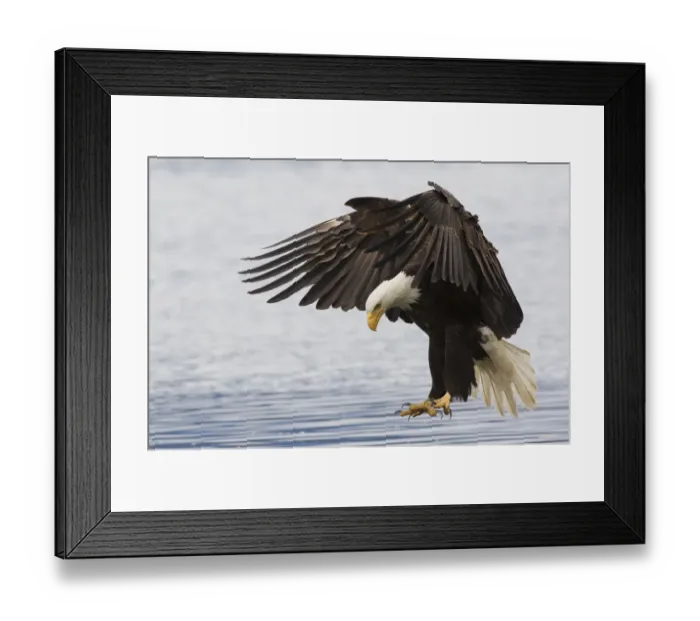 Framed Print : Bald Eagle Alighting Framed Print : Bald Eagle Alighting