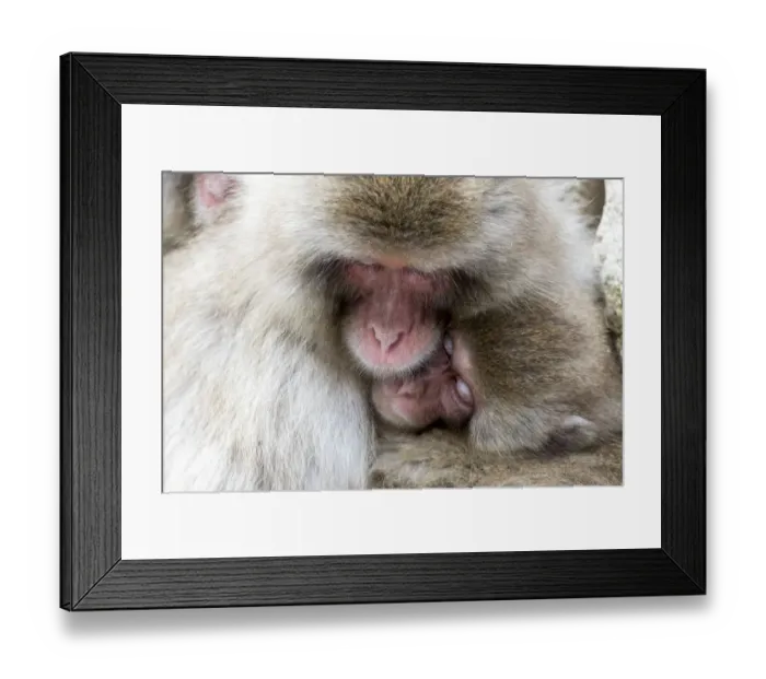 Framed Print : Asia, Japan, Yamanouchi, Jigokudani Monkey Park, Snow Monkeys Huddled Together