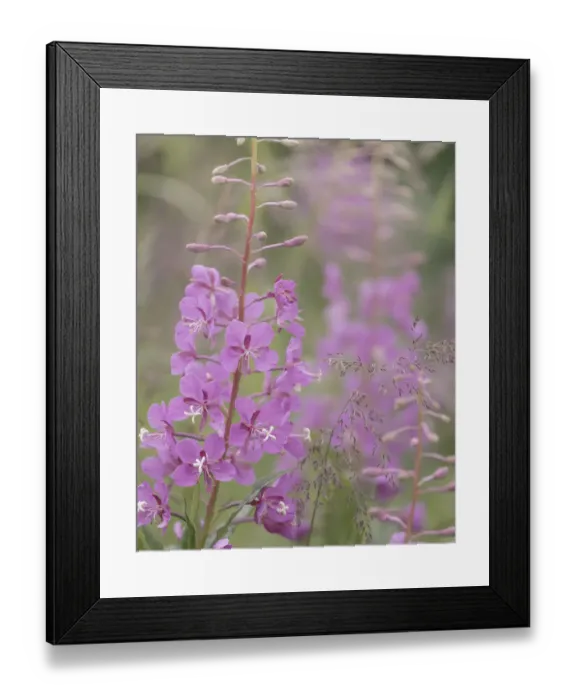 Framed Print : USA, Alaska, Valdez. Close-up of fireweed flowers Framed Print : USA, Alaska, Valdez. Close-up of fireweed flowers