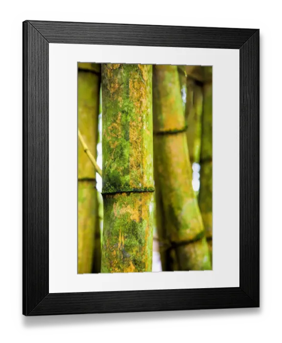 Framed Print : USA; Hawaii; Oahu; Close up of Bamboo stocks