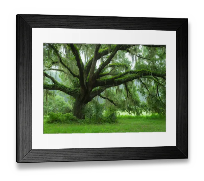 Framed Print : Beautiful Southern Live Oak tree, Quercus virginiana, Central Florida