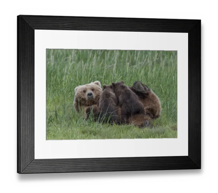 Framed Print : North America, USA, Alaska, Katmai National Park, Hallo Bay. Coastal Brown Bear, Grizzly