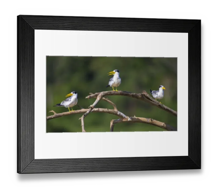 Framed Print : South America. Brazil. A group of large-billed terns (Phaetusa simplex) perches Framed Print : South America. Brazil. A group of large-billed terns (Phaetusa simplex) perches