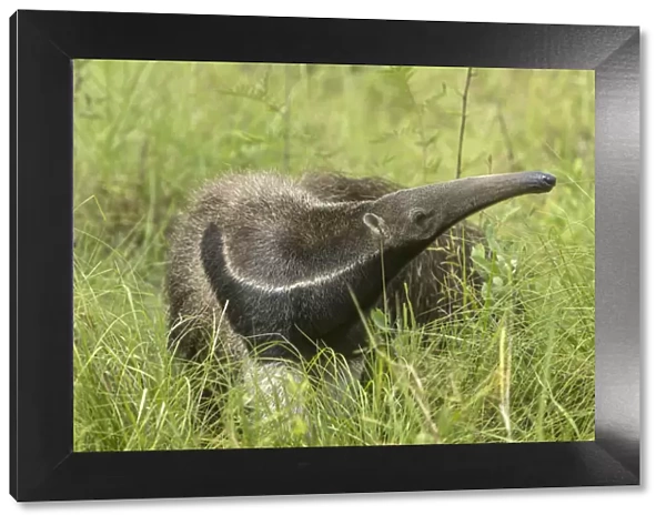 South America, Brazil, Pantanal. Giant anteater igrass