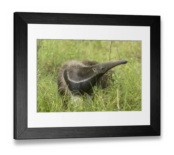 Framed Print : South America, Brazil, Pantanal. Giant anteater igrass