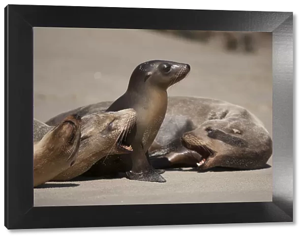 USA, California, La Jolla. Baby sea lion with juveniles on beach