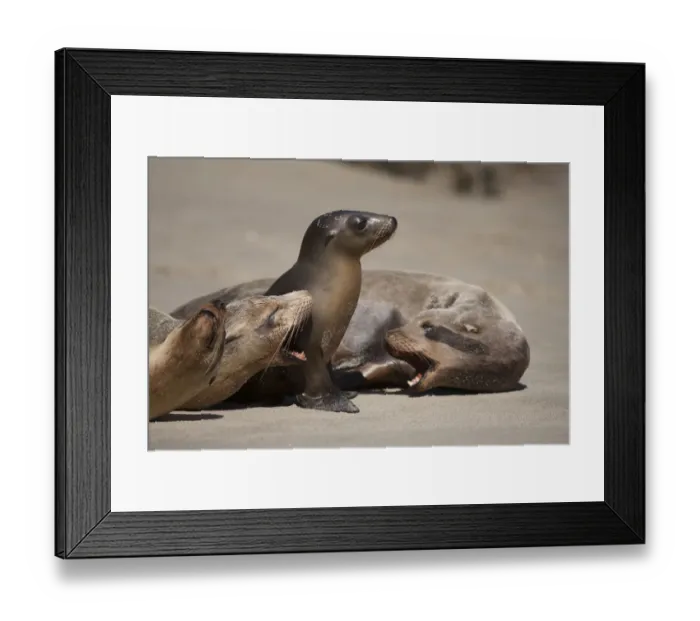 Framed Print : USA, California, La Jolla. Baby sea lion with juveniles on beach Framed Print : USA, California, La Jolla. Baby sea lion with juveniles on beach