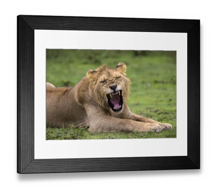 Framed Print : Africa. Tanzania. African lions (Panthera leo) at Ndutu in Serengeti NP Framed Print : Africa. Tanzania. African lions (Panthera leo) at Ndutu in Serengeti NP
