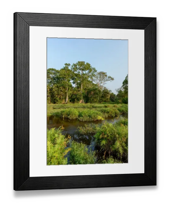 Framed Print : Lango Bai. Odzala-Kokoua National Park. Cuvette-Ouest Region. Republic of the Congo Framed Print : Lango Bai. Odzala-Kokoua National Park. Cuvette-Ouest Region. Republic of the Congo