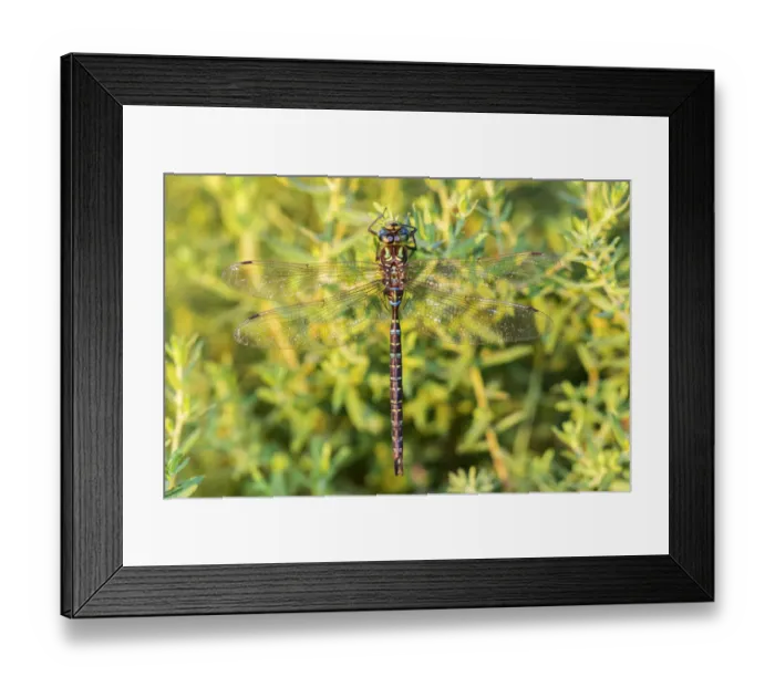 Framed Print : 06357-00102 Shadow Darner (Aeshna umbrosa) male (Marion Co. IL Framed Print : 06357-00102 Shadow Darner (Aeshna umbrosa) male (Marion Co. IL