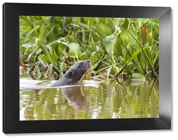 South America, Brazil, The Pantanal, giant otter, Pteronura brasiliensis