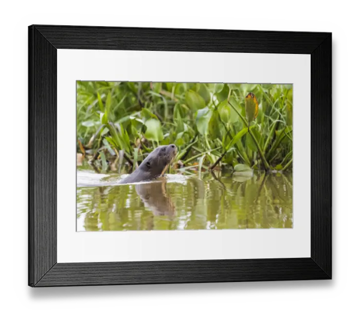 Framed Print : South America, Brazil, The Pantanal, giant otter, Pteronura brasiliensis Framed Print : South America, Brazil, The Pantanal, giant otter, Pteronura brasiliensis