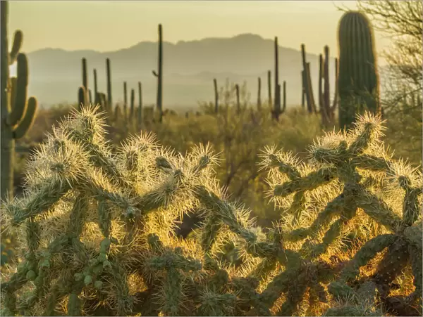 USA, Arizona, Tucson Mountain Park. Backlit cholla cactus in Sonoran Desert. Credit as
