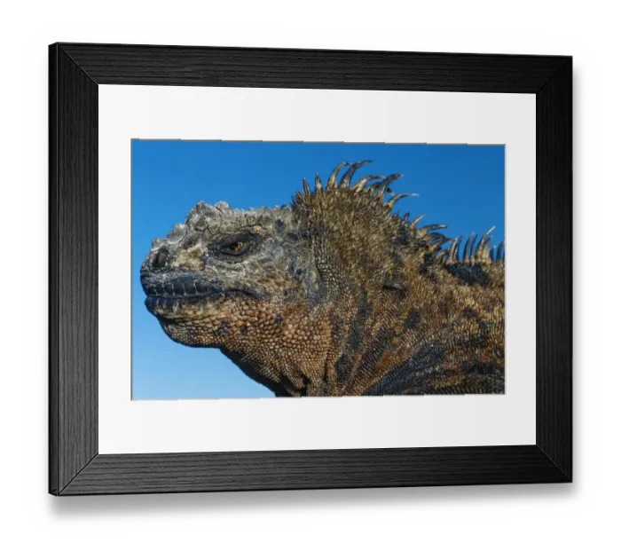 Framed Print : Marine Iguana, Galapagos Islands, Ecuador Framed Print : Marine Iguana, Galapagos Islands, Ecuador