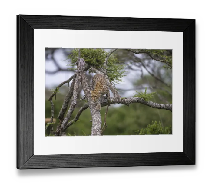 Framed Print : Africa. Tanzania. African leopard (Panthera pardus) descending a tree in Serengeti NP Framed Print : Africa. Tanzania. African leopard (Panthera pardus) descending a tree in Serengeti NP