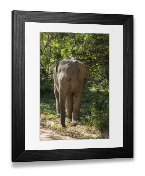 Framed Print : Sri Lanka, Tissamaharama, Yala National Park aka Ruhuna National Park, block 1