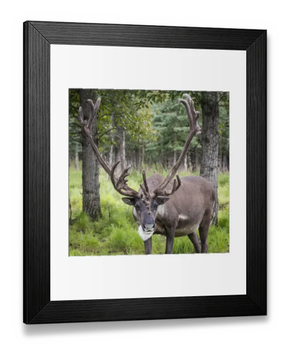 Framed Print : USA, Alaska, Chena Hot Springs. Close-up of caribou