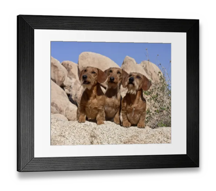 Framed Print : Doxens on boulders MR Framed Print : Doxens on boulders MR