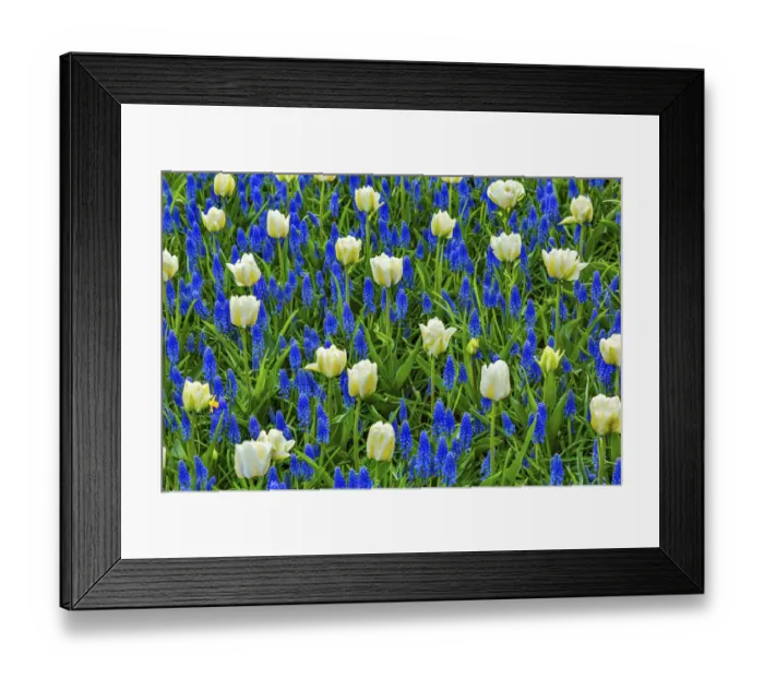 Framed Print : White Tulips Green Leaves Blue Grape Hyacinths Fields Keukenhoff Lisse Holland Netherlands Framed Print : White Tulips Green Leaves Blue Grape Hyacinths Fields Keukenhoff Lisse Holland Netherlands