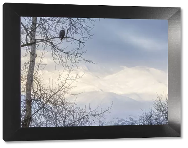USA, Alaska, Chilkat Bald Eagle Preserve, bald eagle adult, and snowy mountains