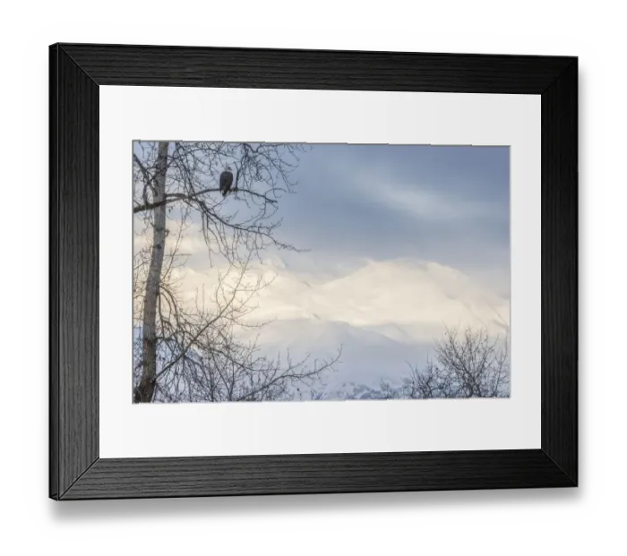 Framed Print : USA, Alaska, Chilkat Bald Eagle Preserve, bald eagle adult, and snowy mountains