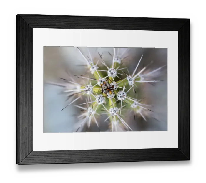 Framed Print : USA, Arizona. Abstract detail of cactus needles