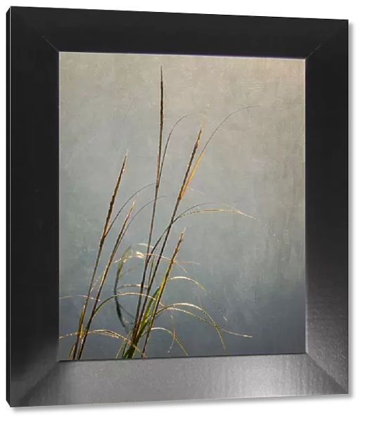 USA, Massachusetts, Cape Cod, Dew-covered reeds at sunrise (texture overlay)
