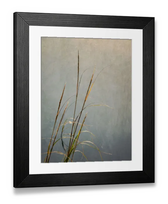 Framed Print : USA, Massachusetts, Cape Cod, Dew-covered reeds at sunrise (texture overlay) Framed Print : USA, Massachusetts, Cape Cod, Dew-covered reeds at sunrise (texture overlay)