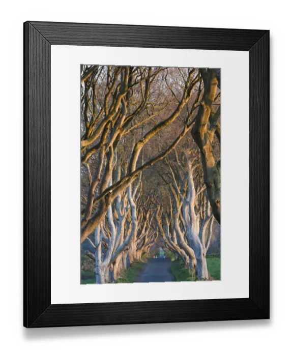 Framed Print : UK, Northern Ireland, County Antrim, Ballymoney, The Dark Hedges, tree-lined road at dawn Framed Print : UK, Northern Ireland, County Antrim, Ballymoney, The Dark Hedges, tree-lined road at dawn