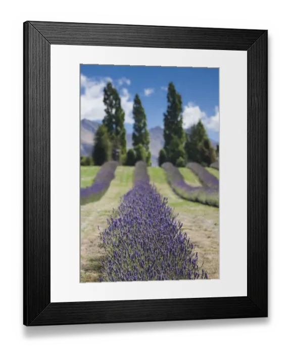 Framed Print : New Zealand, South Island, Otago, Wanaka, lavender farm Framed Print : New Zealand, South Island, Otago, Wanaka, lavender farm