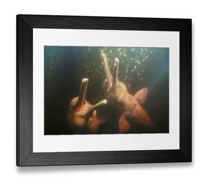Framed Print : Amazon river dolphins, Amazonas, Brazil
