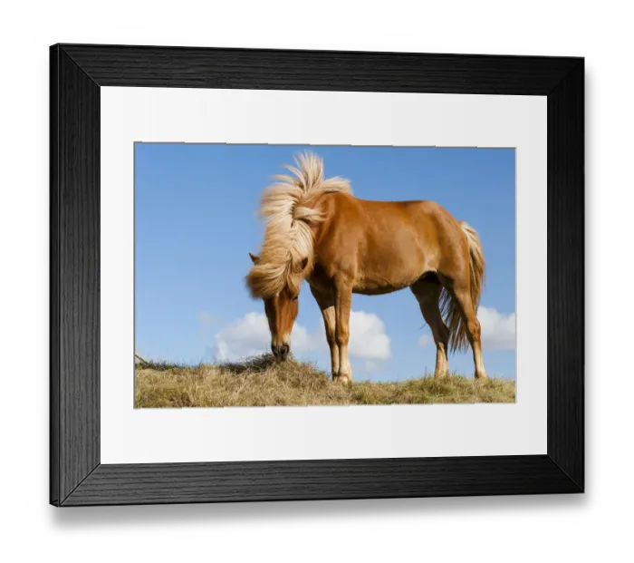 Framed Print : Europe, Iceland, Lake Myvatin, Icelandic horse. Portrait of an Icelandic horse