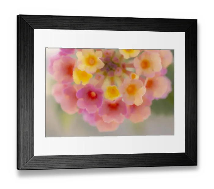 Framed Print : USA, Arizona. Abstract detail of lantana flowers Framed Print : USA, Arizona. Abstract detail of lantana flowers