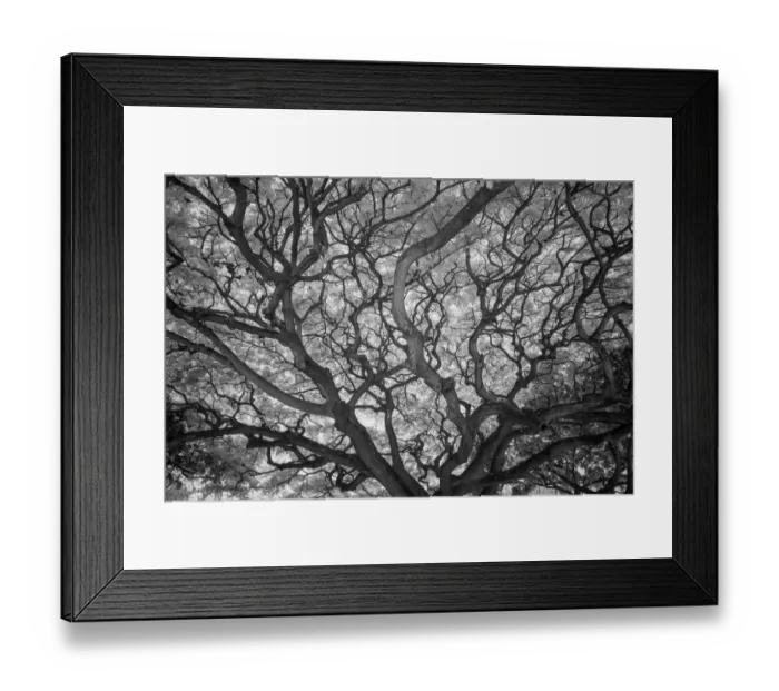 Framed Print : USA, Hawaii, Oahu, Honolulu, Twisted limbs of a tree Framed Print : USA, Hawaii, Oahu, Honolulu, Twisted limbs of a tree