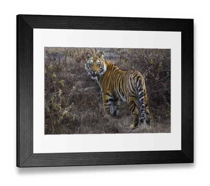 Framed Print : Tiger, Bandhavgarh National Park, India Framed Print : Tiger, Bandhavgarh National Park, India