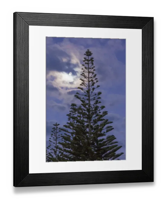 Framed Print : New Zealand, North Island, Coromandel Peninsula, Whitianga, Buffalo Beach, Araucaria Pine and moon