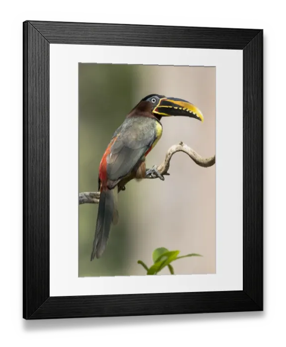 Framed Print : South America, Brazil, The Pantanal, chestnut-eared aracari, Pteroglossus castanotis Framed Print : South America, Brazil, The Pantanal, chestnut-eared aracari, Pteroglossus castanotis