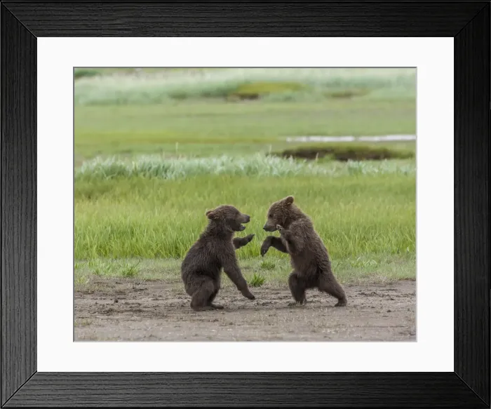 Framed Print : North America, USA, Alaska, Katmai National Park, Hallo Bay. Coastal Brown Bear, Grizzly
