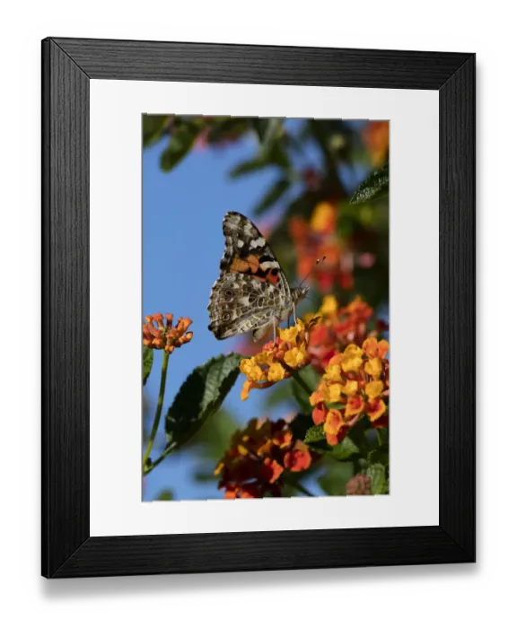 Framed Print : USA, California. Painted lady butterfly on lantana flowers Framed Print : USA, California. Painted lady butterfly on lantana flowers