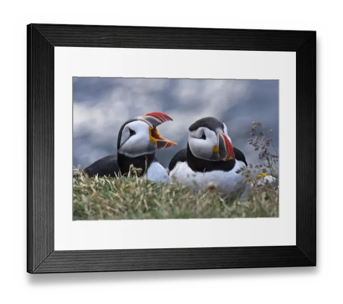Framed Print : Iceland, Breidavik, Puffins