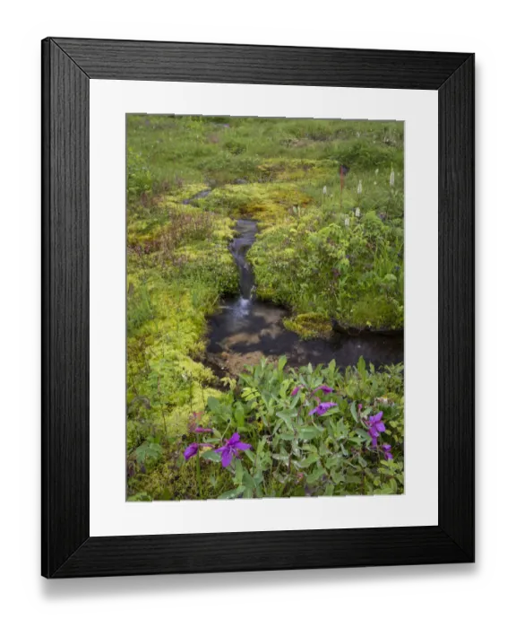 Framed Print : USA, Alaska. Upper Willow Creek and flowers Framed Print : USA, Alaska. Upper Willow Creek and flowers