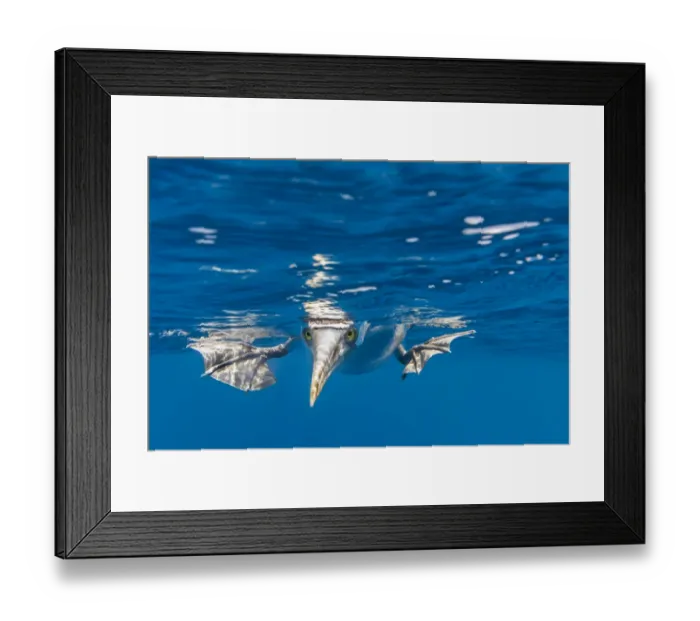 Framed Print : #ArtWolfe #ExploreCreateInspire #Photography Framed Print : #ArtWolfe #ExploreCreateInspire #Photography