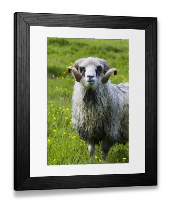 Framed Print : Sheep on the Faroe Islands. Europe, northern euorpe, scandinavia, denmark, faroe islands Framed Print : Sheep on the Faroe Islands. Europe, northern euorpe, scandinavia, denmark, faroe islands