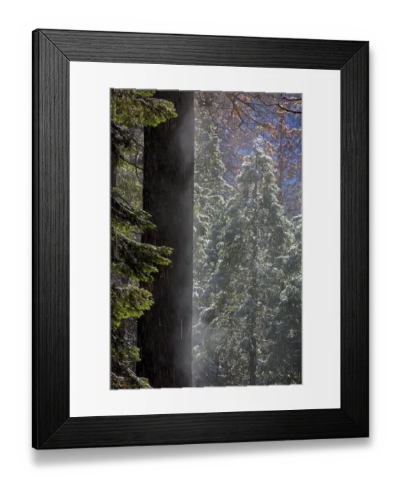 Framed Print : Snowy Mist in the Forest. Valley Floor. Yosemite National Park. California Framed Print : Snowy Mist in the Forest. Valley Floor. Yosemite National Park. California