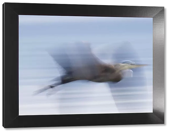 Great Blue Heron; abstract flight